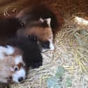 With only 10,000 red pandas left in the wild, Blackpool Zoo said these cubs are cause for extra celebration.