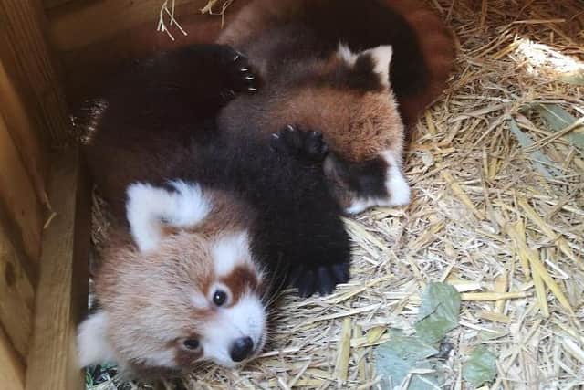 With only 10,000 red pandas left in the wild, Blackpool Zoo said these cubs are cause for extra celebration.