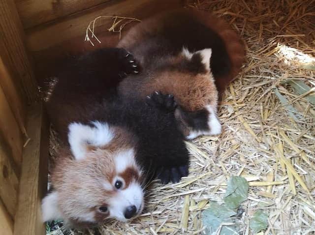 Two Adorable Red Panda Cubs Born At Blackpool Zoo Blackpool Gazette