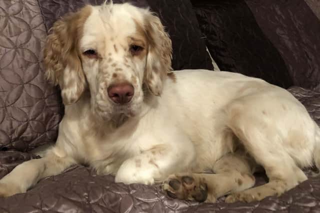 Bella is a 2-year-old Clumber spaniel who went missing from Cliff Lane in Bempton.