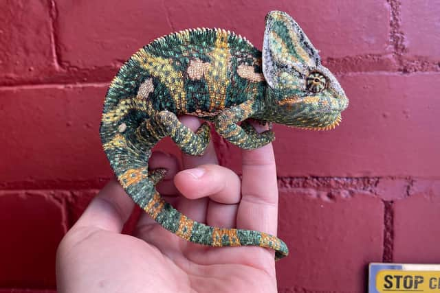 The colourful chameleon was found on the front door of a house in Fulwood, Preston. The lizard is now safe in the care of the RSPCA