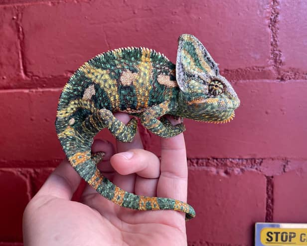 The colourful chameleon was found on the front door of a house in Fulwood, Preston. The lizard is now safe in the care of the RSPCA