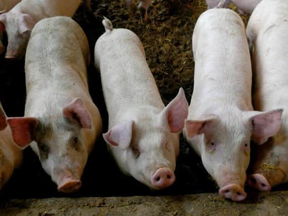 Pigs may have to be culled as populations pile up in meat farm while slaughterhouses struggle to keep up