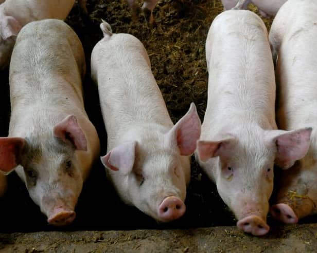 Pigs may have to be culled as populations pile up in meat farm while slaughterhouses struggle to keep up