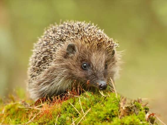 Hedgehogs face a multitude of challenges during the autumn months