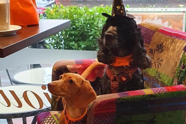 A daschund and cocker spaniel wear Halloween costumes at Bijou of Lytham event