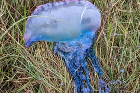 Becky Clarke discovered the venomous Portuguese man o' war whilst walking her dogs on Preesall Beach this morning (Monday, November 8). Pic: Becky Clarke