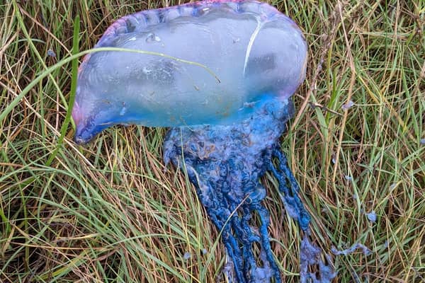 Becky Clarke discovered the venomous Portuguese man o' war whilst walking her dogs on Preesall Beach this morning (Monday, November 8). Pic: Becky Clarke