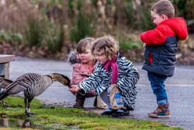 Children feeding Nenes at Martin Mere