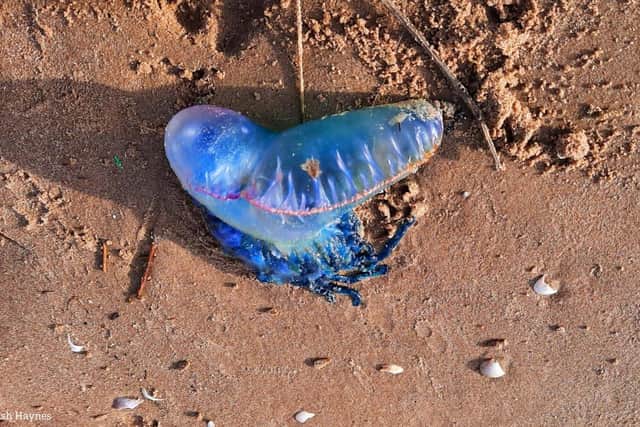 The man o' war on St Annes beach. Picture by Fylde Coast Sand Dunes
