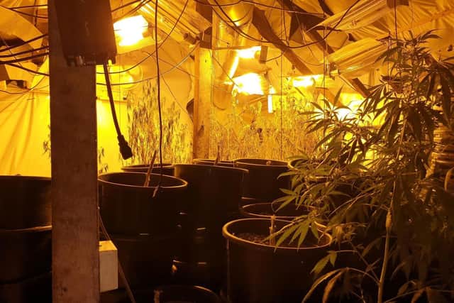 Two Blackpool properties were found to contain cannabis factories.