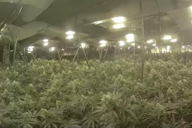 After forcing their way inside, police found a sophisticated cannabis set-up with around 950 plants and thousands of pounds worth of growing equipment