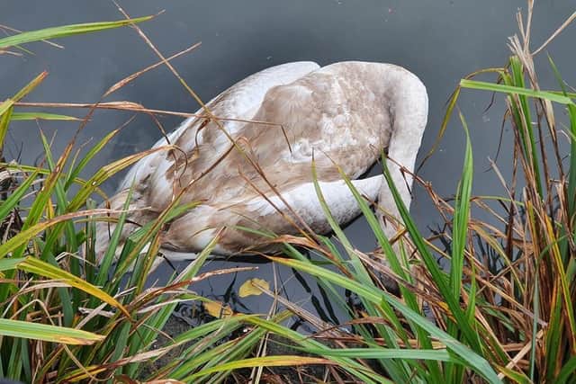 A dead swan found at Cypress Point. Picture by Brambles Wildlife Rescue