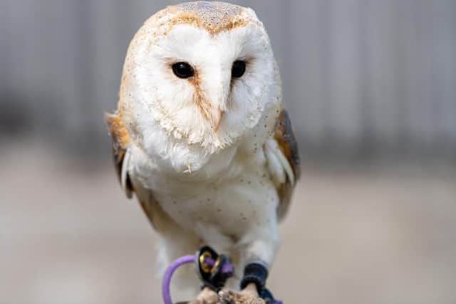Twilight the barn owl. Picture by Alison Allen Photography