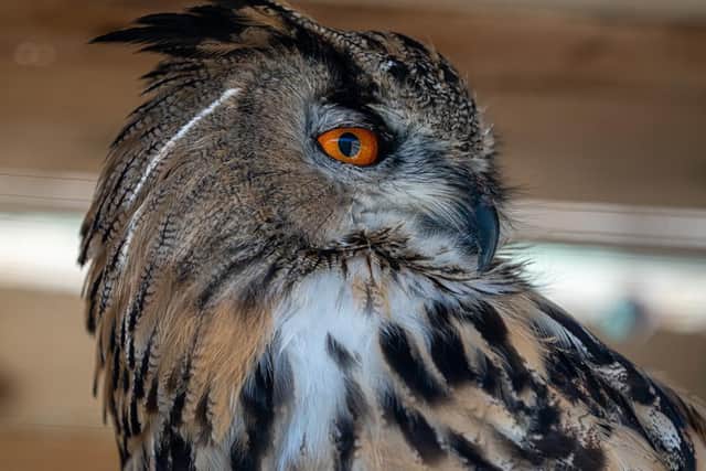 Athena the Eurasian eagle owl. Picture by Alison Allen Photography
