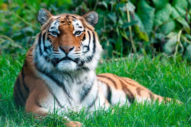 Blackpool Zoo's tiger Alyona