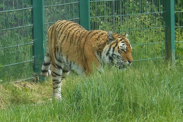 One fan of Tiger King wanted to cuddle the big cats at Blackpool Zoo