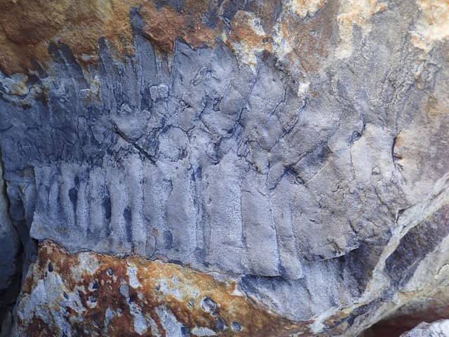 The Arthropleura fossil at Howick beach in Northmberland (Credit: Neil Davies/PA)