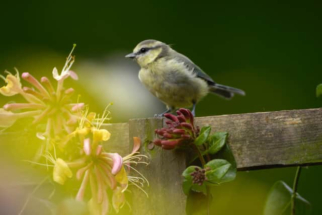 A bird in a RSPB friendly garden. Picture by Ray Kennedy (rspb-images.com).