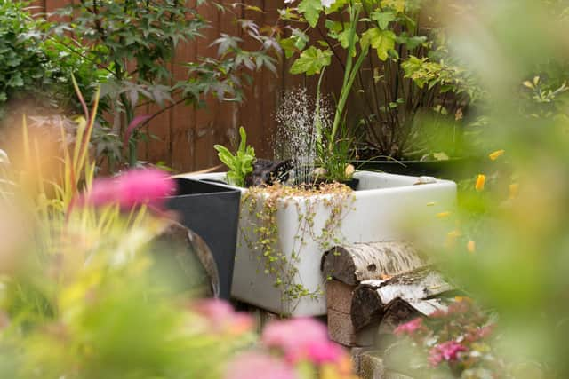 A wildlife friendly garden. Picture by Andy Hay.