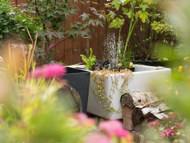 A wildlife friendly garden. Picture by Andy Hay.