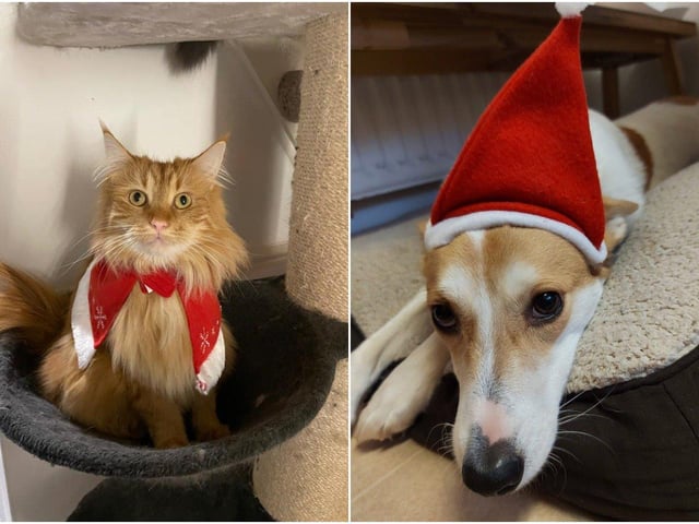 Linda Thornton and Melissa Jane sent in these pictures