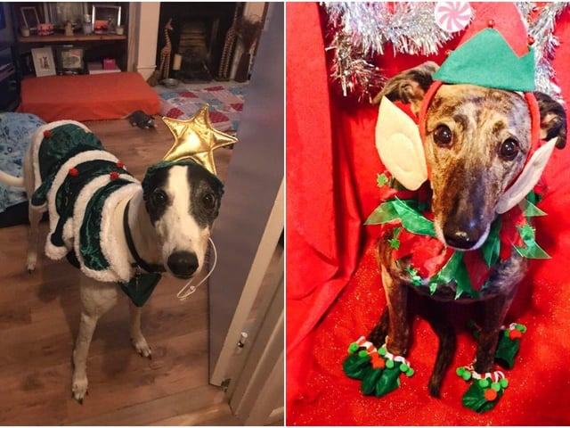 Gerri Hickman shared these photos of Badger and Summer