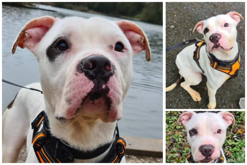 Waldo is totally adorable! He’s a bundle of cute, skippy happiness who would love a new family. He is an adult American bulldog cross and walks well on lead