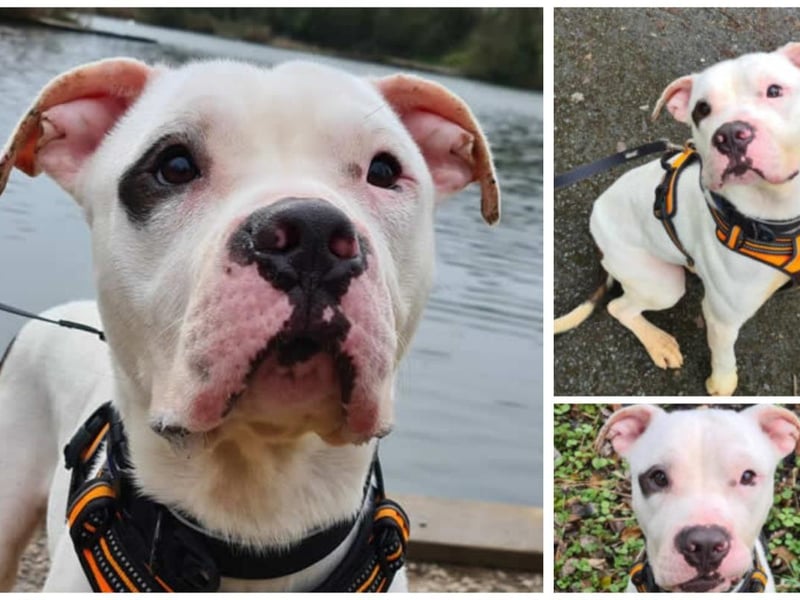Waldo is totally adorable! He’s a bundle of cute, skippy happiness who would love a new family. He is an adult American bulldog cross and walks well on lead