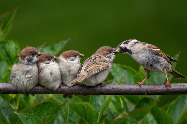 Tree Sparrows - First in Line by Angela Carr