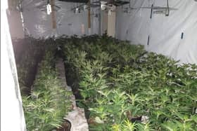 Cannabis plants found during a police raid in Blackpool in March 2022 (image Blackpool Police)