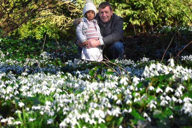 Nigel and Esther Fleet from Greatham enjoy the fields of snowdrops as part of the Greatham in Bloom celebrations.