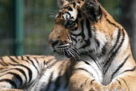 A state-of-the-art big cat facility at Blackpool Zoo will open in 2023, giving outstanding indoor and outdoor views of the resident lions and tigers