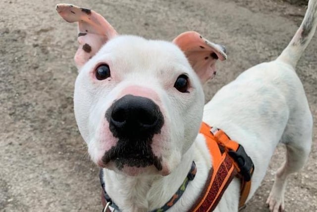 Bentley is on the lookout for a new home after his previous owner was unable to care for him anymore. He is a big character and a firm favourite amongst the kennel team. Bentley is such a loving boy who can be extremely vocal particularly when he is excited to see you! He is eight and a Staffordshire Bull Terrier