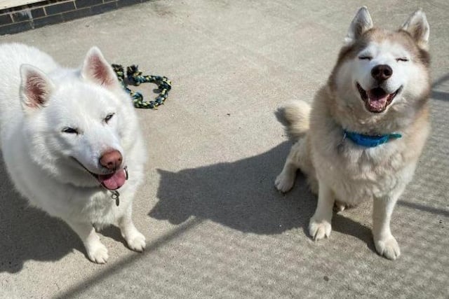 Bonded pair Choc and Loki arrived at the centre due to their owner’s ill health. They are both senior boys with Choc being the oldest. Despite their age, they both still enjoy going on walks or having a wander around. They are very treat orientated which is good for training, but they have been on a strict feeding regime whilst in the centre as they were a little overweight.