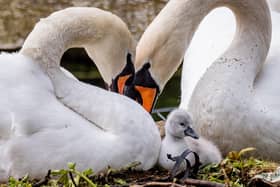 Fatally injured swan Doris with her mate Boris (picture by Elizabeth Gomm)