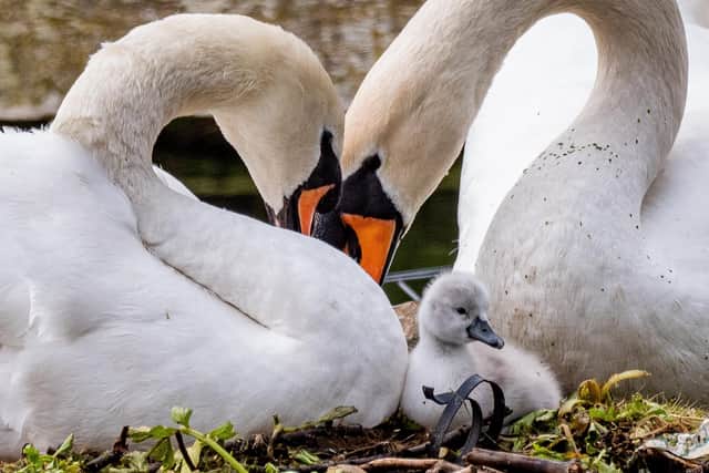 Fatally injured swan Doris with her mate Boris (picture by Elizabeth Gomm)