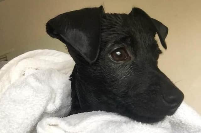 Ted, who has been diagnosed with Parvovirus.