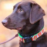 Dog owners are being urged to be vigilant