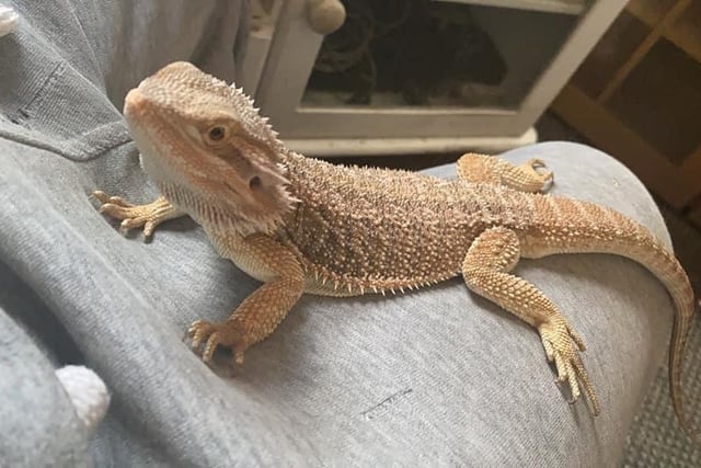 Cory Duval features his bearded dragon