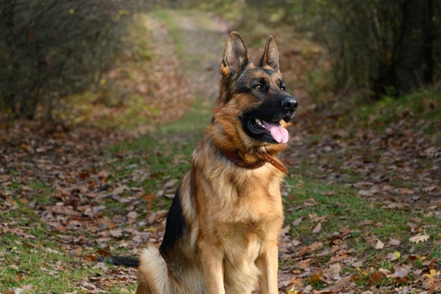 The German Shepherd had 6 mentions by canine experts regarding which is the best dog breed for car travel