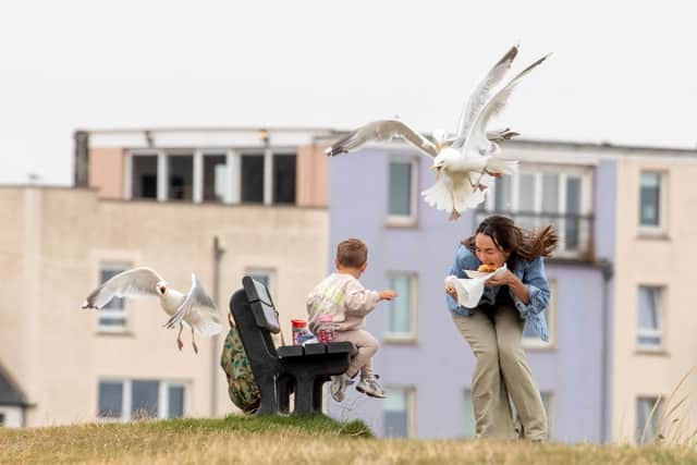 A tourist is swooped on by seagulls (Pic: Katielee Arrowsmith/SWNS)