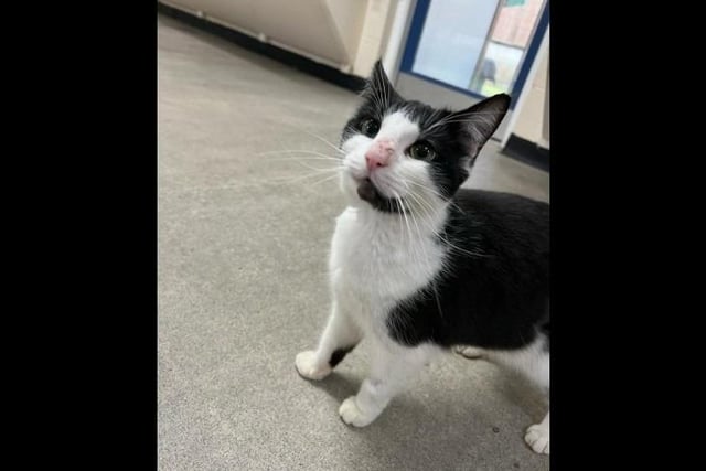 Say hello to the lovely three-year-old Minnie who is a black and white domestic short hair. She loves human company and is very friendly on approach and really loves fuss and attention. When it comes to playing with toys, Minnie can be quite sassy. She can only have certain toys, as there is some she will try to eat! She would be best suited to a home with cat savvy children aged 10 and over and no other pets.