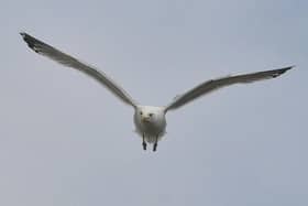 Some seabirds in Blackpool are displaying symptoms of Bird Flu (Avian influenza) and one dead bird has tested positive for the disease