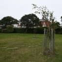 Newly planted trees in Revoe Park were among those vandalised last year