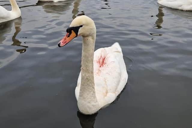 swan was left with injuries after attack