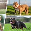 RSPCA shelters across Lancashire are in danger of becoming overcrowded as many XL Bully dogs are being dumped and abandoned before the ban comes into force on 1 February.
