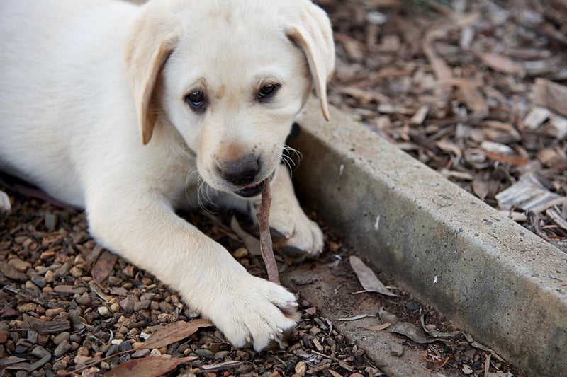 Sticks tend to have the most to fear from the teeth of the Labrador Retriever. Renowned for their friendly and loving nature, it's massively unusual for a Lab to bite - one of many reasons why they are the world's most popular dog breed.