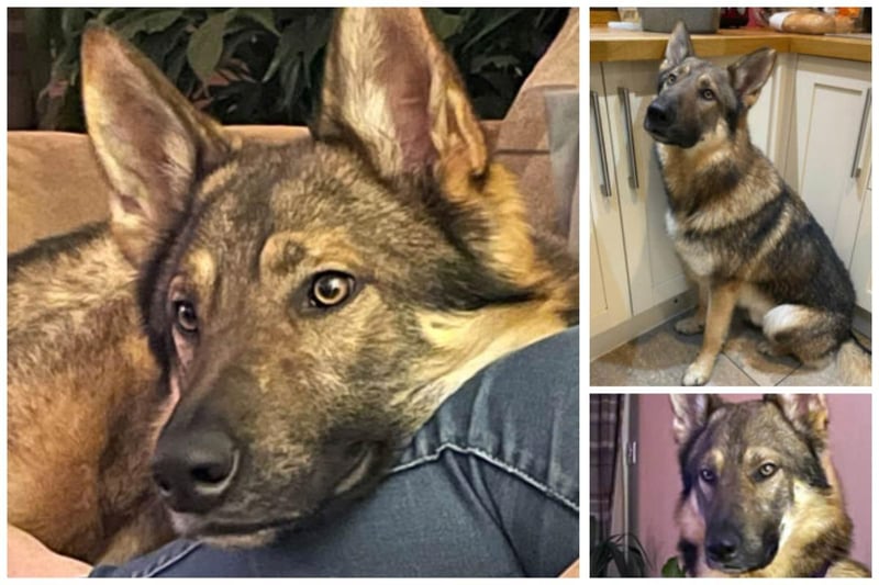 Finn is between 18 and 30 months old and is a fully house trained German Shepherd. He is Intelligent lovable, reactive to dogs but is learning. He knows basic commands and would be fine in a household with children over 10 years old