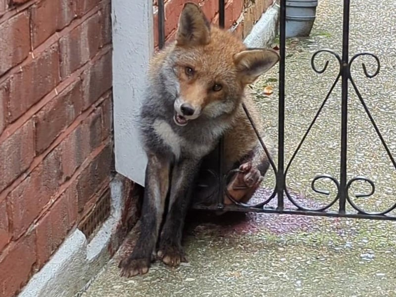 A fox caught up in a metal gate at a house in South London was freed by the RSPCA in November.
After his head and front end became wedged, in a desperate effort to break free the mammal only succeeded in entrapping his rear leg in the ornamental curl of the gate.
RSPCA animal rescue officer Louis Horton was able to cut the fox free, using a towel to protect the animal.